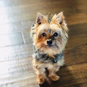 Meet your Posher, Yorkie Mom